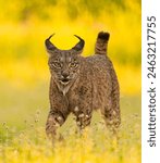 Wildlife scene with cat from Europe. Eurasian Lynx in the forest, hidden in the grass. Cute mammal in the autumn forest.