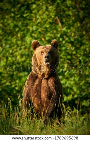 Similar – Brown Bear Adventure