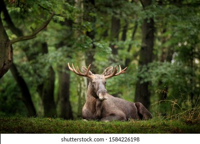 Wildlife Scene From Sweden. Moose Or Eurasian Elk, Alces Alces In The Dark Forest During Rainy Day. Beautiful Animal In The Nature Habitat. Animal In The Green Vegetation.