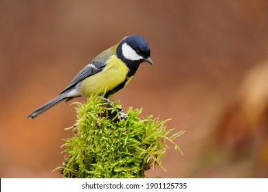 66 Titi bird Images, Stock Photos & Vectors | Shutterstock