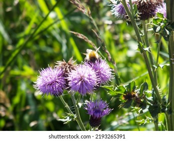 Wildlife - Scottish Highlands, Summer