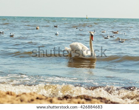 Similar – Image, Stock Photo swan lake Water Waves Lake