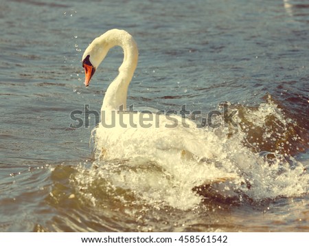 Similar – Image, Stock Photo swan lake Water Waves Lake