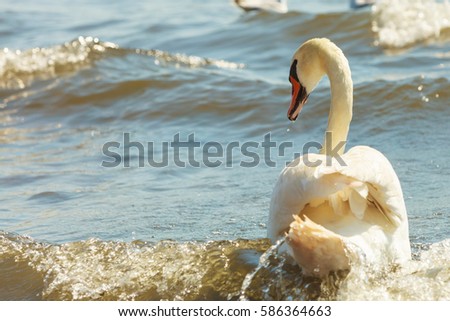 Similar – Image, Stock Photo swan lake Water Waves Lake