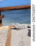 Wildlife shoreside iguana seaside costamaya