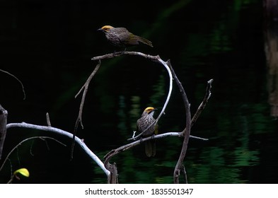 Wildlife Shot Of The Endangered Bird Species, Straw-headed Bulbul.