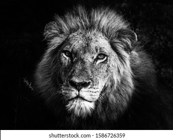 108,772 South africa black and white Images, Stock Photos & Vectors ...