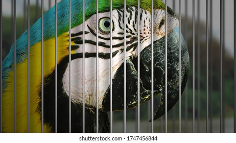 Wildlife Trafficking Concept. Wild Macaw Being Captured In A Cage Of An Illegal Wildlife Trade.