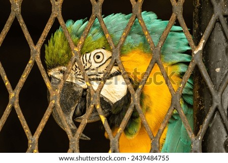 Wildlife trafficking. Wild macaw being captured in a cage of an illegal wildlife trade. 