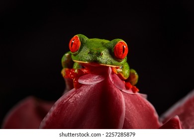 Wildlife tropic. Red-eyed Tree Frog, Agalychnis callidryas, animal with big red eyes, in the nature habitat. Beautiful amphibian in the night forest, exotic animal from central America on red flower. - Shutterstock ID 2257285879