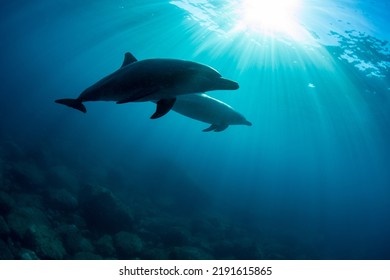 Wildlife Two Dolphins Underwater Photography