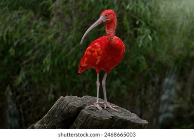 Wildlife Venezuela. Ibis in the habitat. Scarlet Ibis, Eudocimus ruber, exotic bird in the nature forest habitat. Red bird sitting on the tree branch, beautiful evening sun light, Venezuela. - Powered by Shutterstock