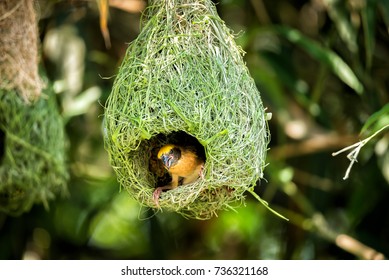 Wildlife - Weaver Birds Nest On Bamboo Tree In Nature Outdoor