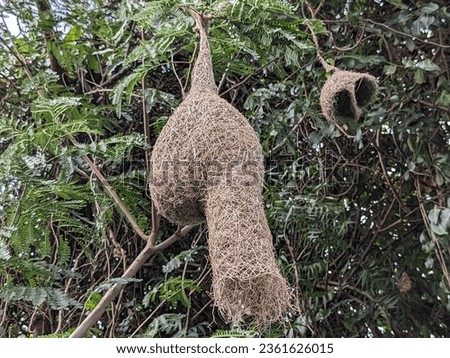 Wildlife - Weaver Birds Nest on Bamboo Tree in Nature Outdoor