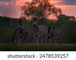Wildlife, zebra sunset. Orange red evening twilight sky on the meadow field with zebra, Khwai river, Botswana in Africa. Sunset in the nature, widlife in Botswana. Africa Travel.