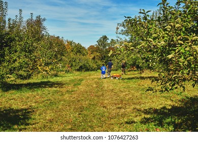 Wilkens Farm, Yorktown Heights, New York/USA - October, 21, 2017: Apple Trees In A Autumn Orchard. Beautiful Blue Sky. Father And Son Picking Apples And Pumpkins.