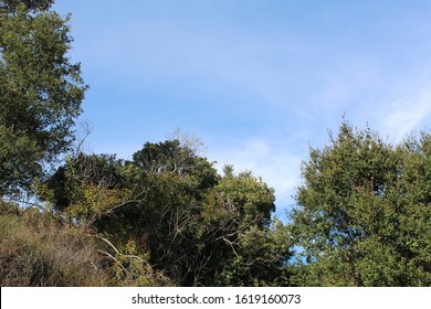 Will Rogers State Park Is Located In The Santa Monica Mountains, Where Many Southern California Native Plants Compete In The Chaparral Habitat.