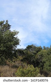 Will Rogers State Park Is Located In The Santa Monica Mountains, Where Many Southern California Native Plants Compete In The Chaparral Habitat.