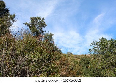 Will Rogers State Park Is Located In The Santa Monica Mountains, Where Many Southern California Native Plants Compete In The Chaparral Habitat.