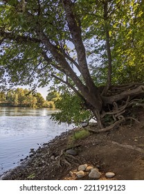 Willamette River In Eugene, Oregon 