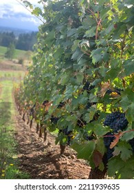 Willamette Valley Wine Country Images