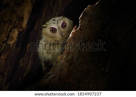 Willdife India. Indian scops owl, Otus bakkamoena, rare bird from Asia, hidden in the tree. Bird from India. Fish owl sitting on tree in the dark green tropic forest. bird in the tree nest hole.