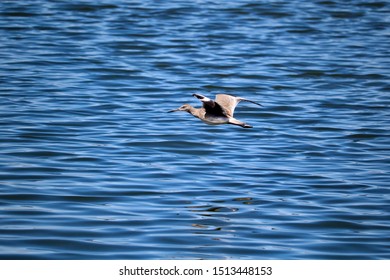 Willet flying over water in marshlands
