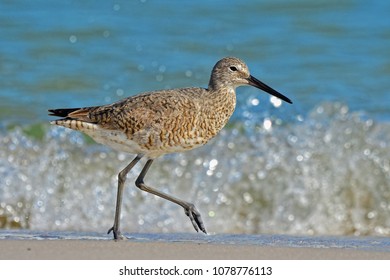 Willet In St Andrews St Park, Panama City Beach, Fl