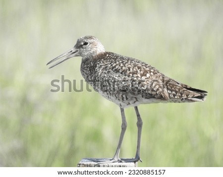 A willet standing on a wooden post at the Edwin B. Forsythe National Wildlife Refuge, Galloway, New Jersey.