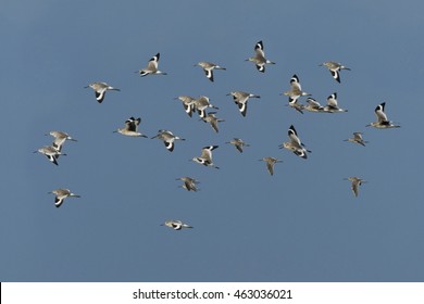 Willet (Tringa semipalmata) flock flying, Bolivar Peninsula, Texas, USA - Shutterstock ID 463036021