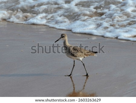 Willet (Tringa semipalmata) at Ormond Beach, Florida, December