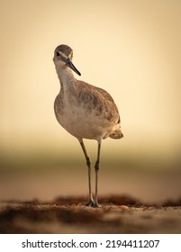 A Willet Walking Along A Beach In Matagorda At A Low Angle.