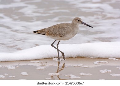 Willet Wandering The Gulf Coast Shore Near Surfside Beach In Texas