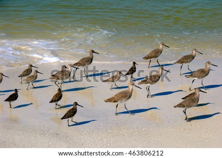 Willets on the beach in Florida