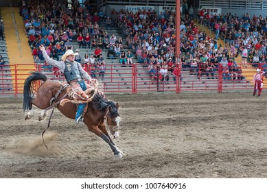 Williams Lake, British Columbia/Canada - July 1, 2016: man rides bucking horse during the saddle bronc competition at the 90th Williams Lake Stampede, one of the largest stampedes in North America
