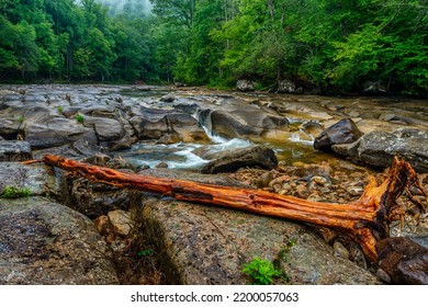 Williams River, Rocks And Driftwood In The Rain, Monongahela National Forest, West Virginia, USA