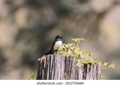 Willie Wagtail Bird, NSW, Australia