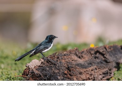 Willie Wagtail Bird, NSW, Australia