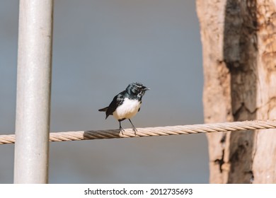 Willie Wagtail Bird, NSW, Australia