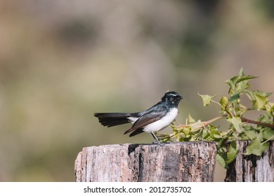 Willie Wagtail Bird, NSW, Australia