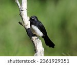 Willie wagtail bird sitting on a tree branch with a green background