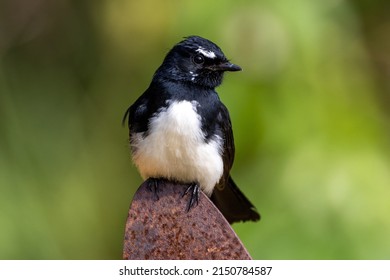 Willie Wagtail In Queensland Australia