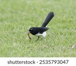 Willie Wagtail (Rhipidura leucophrys) standing on the grass holding a large bug.