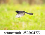 The willie wagtail, scientific name Rhipidura leucophrys. It is a common and familiar bird throughout much of its range, living in most habitats apart from thick forest. 