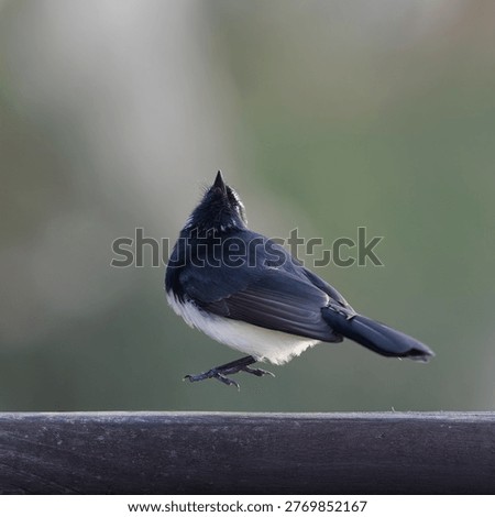 Willie Wagtail springing vertically from a fence rail