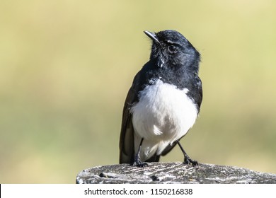 1,254 Willie wagtail Images, Stock Photos & Vectors | Shutterstock