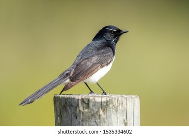 Willie Wagtail In Victoria, Australia