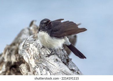 Willie Wagtail In Western Australia