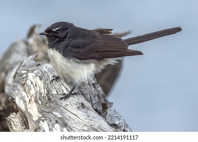 Willie Wagtail In Western Australia