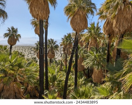 Willis Palms Oasis at Coachella Valley Preserve, Riverside County, California